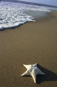 Starfish Picture
